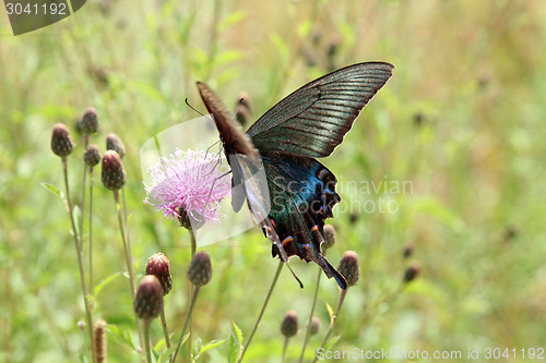 Image of Butterfly, black swallowtail on a red flower.