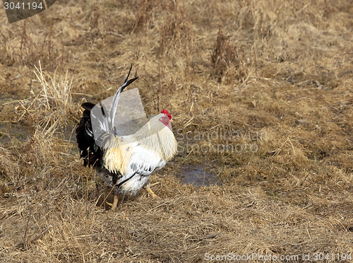 Image of Domestic beautiful rooster on a walk through the meadow.