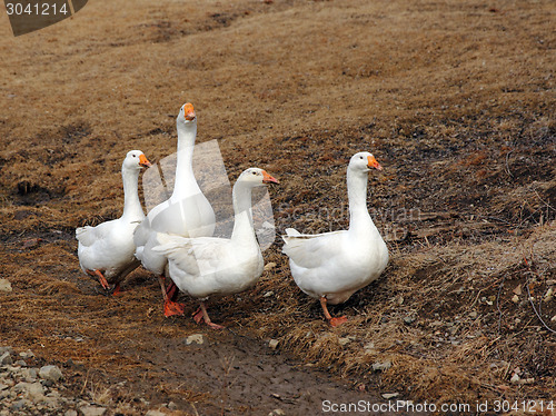 Image of Domestic white geese on a walk through the meadow.