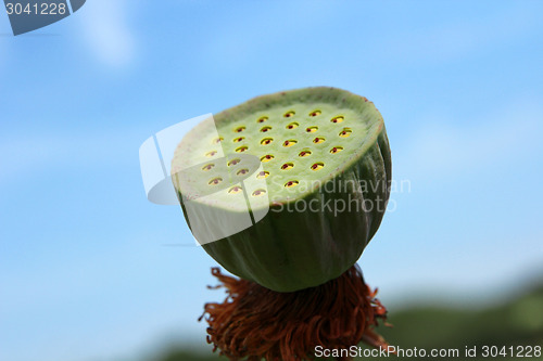 Image of Lotus flower plants