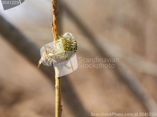 Image of Bee sat on a tree