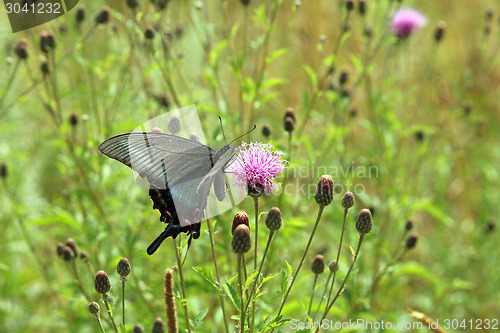 Image of Butterfly, black swallowtail on a red flower.