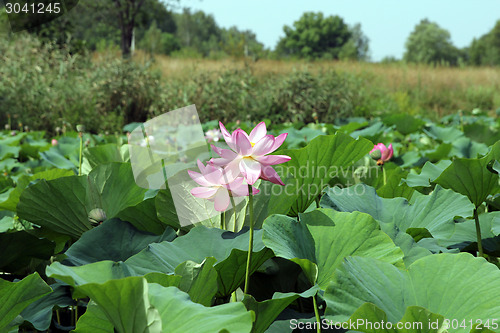 Image of Lotus flower plants