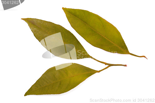 Image of mandarin leaves isolated on a white background