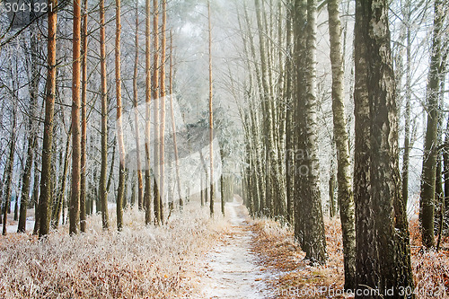 Image of Winter landscape: trees in the frost.