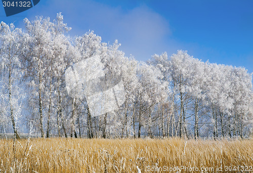 Image of Winter landscape: trees in the frost.