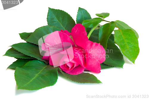 Image of Flower red rose with leaves on a white background.