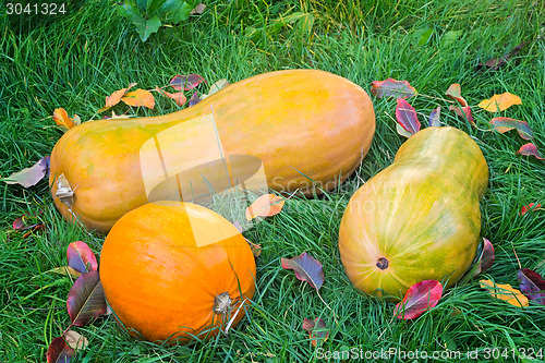 Image of Pumpkins  on the green grass.