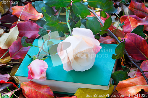 Image of Beautiful white rose and the book among the yellow autumn leaves