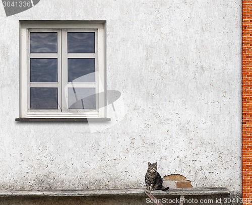 Image of cat sitting on the bench