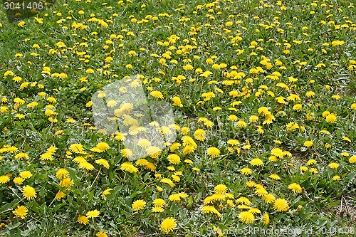 Image of Lots of flowering dandelions