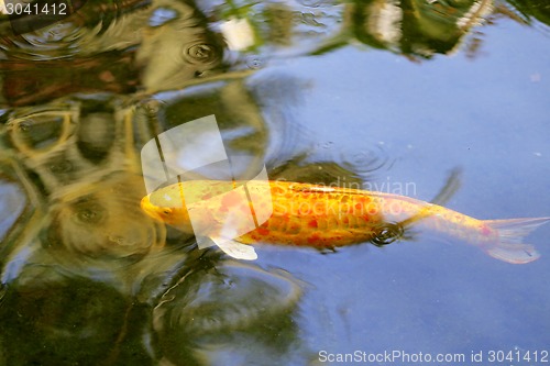 Image of colorful carp