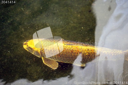 Image of colorful carp