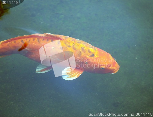 Image of colorful carp