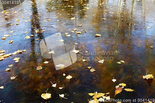 Image of yellow leaves