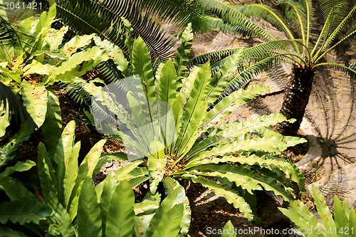 Image of Tropical plants