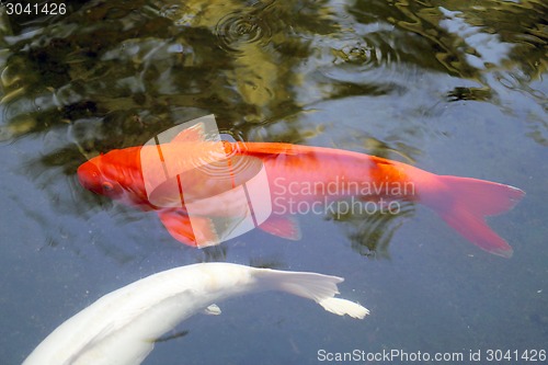 Image of colorful carp