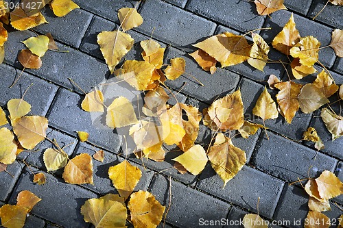 Image of yellow leaves
