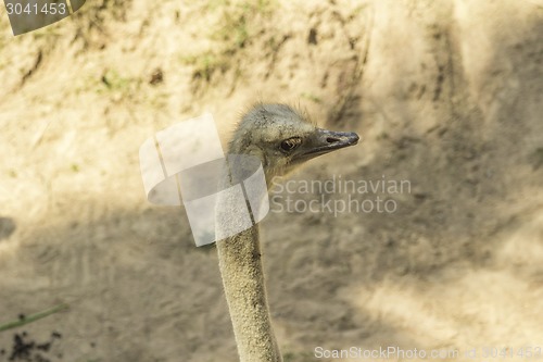 Image of Tailand.Pattayya.Zoopark