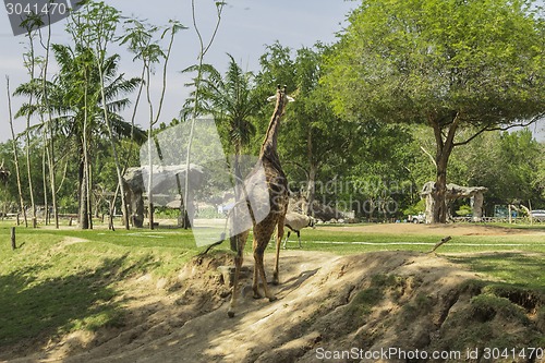 Image of Tailand.Pattayya.Zoopark