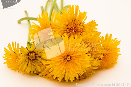 Image of         Yellow flowers