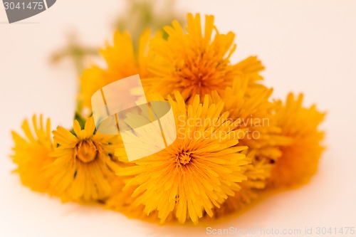 Image of         Yellow flowers