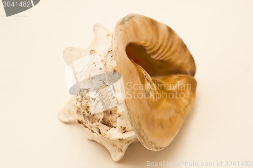 Image of   sea shell