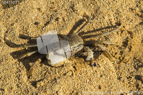 Image of small crab.