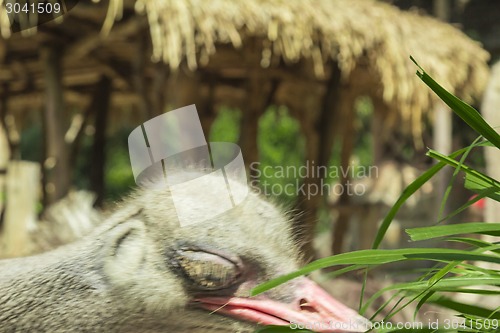 Image of Tailand.Pattayya.Zoopark