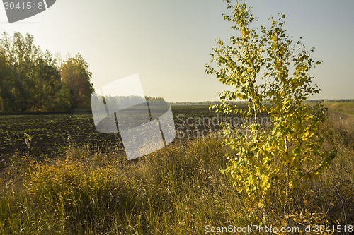 Image of autumn sketches.