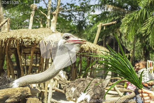 Image of Tailand.Pattayya.Zoopark