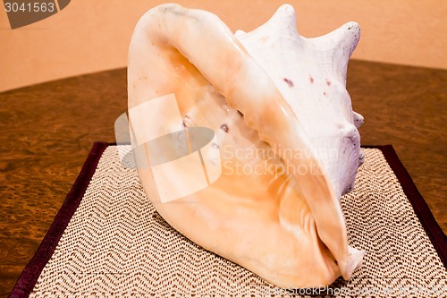 Image of   sea shell