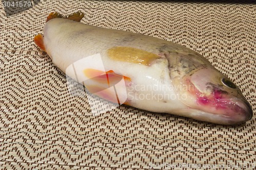 Image of  fish perch.