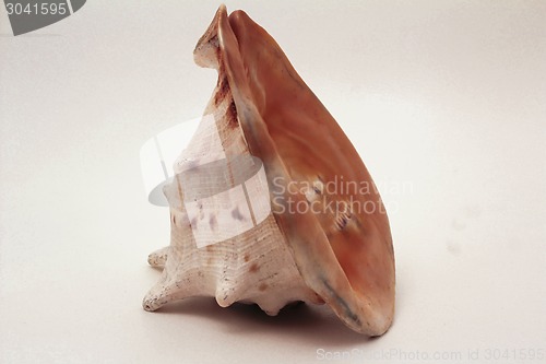 Image of   sea shell