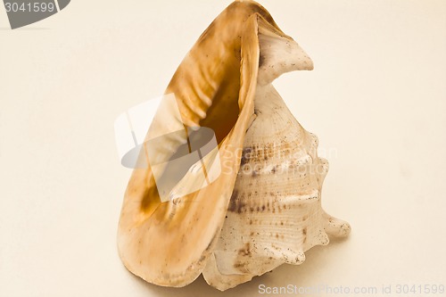 Image of   sea shell