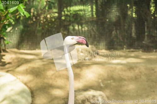Image of Tailand.Pattayya.Zoopark
