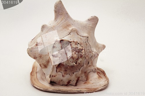 Image of   sea shell