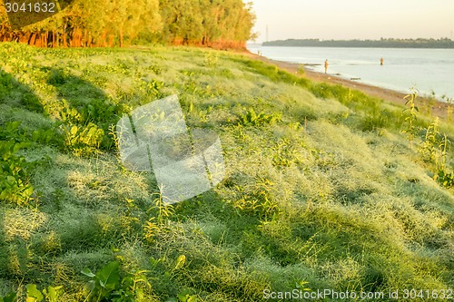 Image of  summer landscape