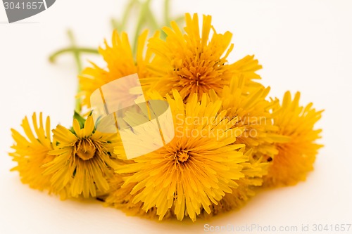 Image of Yellow flowers
