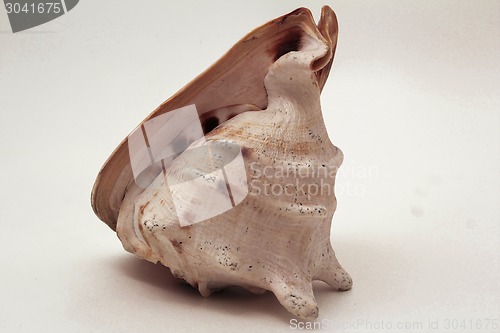 Image of   sea shell