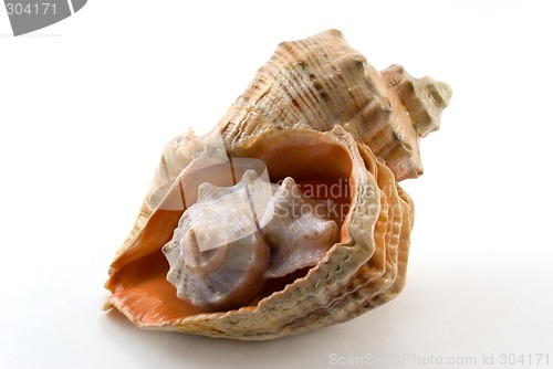 Image of Sea shell