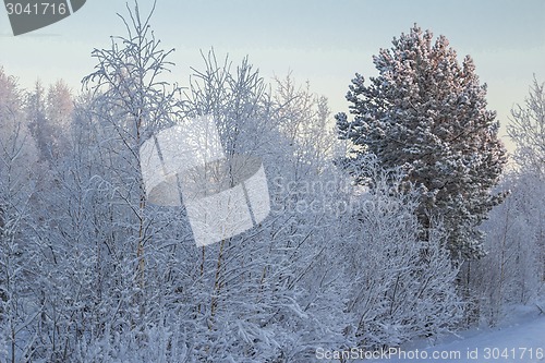 Image of winter Landscape.