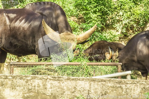 Image of Tailand.Pattayya.Zoopark