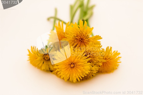 Image of         Yellow flowers