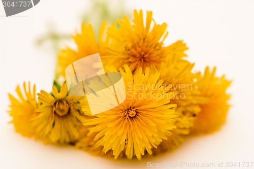 Image of         Yellow flowers