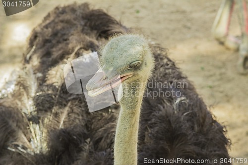 Image of Tailand.Pattayya.Zoopark