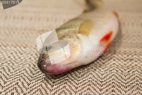 Image of  fish perch.