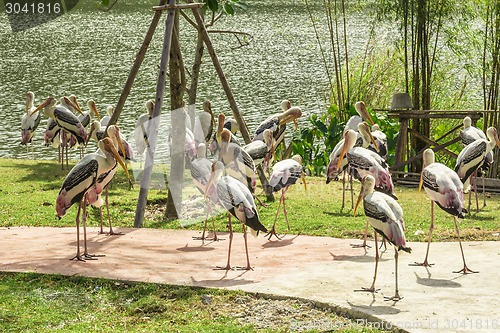 Image of Tailand.Pattayya.Zoopark
