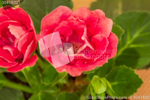 Image of  flower rose