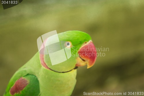 Image of Tailand.Pattayya.Zoopark